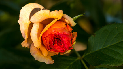 Orange rosa hybrida