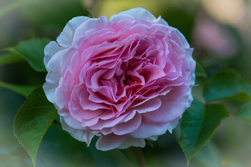Rosa hybrida
