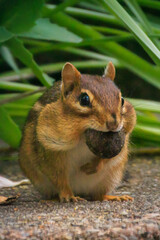 Closeup of cute Chipmunk with stuffed ppuches and a nut in his mouth on a stone wall