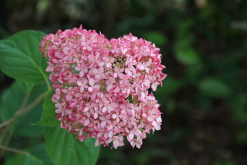 夏の花。紫陽花。