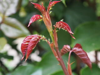 Mszyca na czerwonych liściach