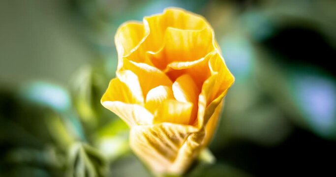 Indulge in the captivating spectacle of a time lapse masterpiece, unveiling the ethereal´ beauty of a resplendent hibiscus blossom, ablaze in a kaleidoscope of electrifying red and delicate pink hues