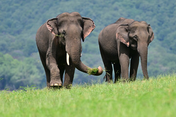 The Asian elephant is the largest land mammal on the Asian continent. They inhabit dry to wet...