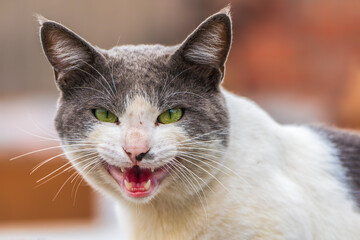 close up portrait of a cat