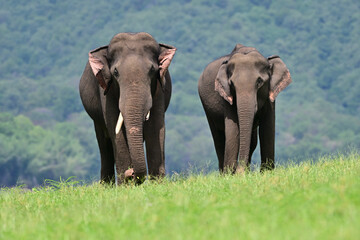 Obraz premium The Asian elephant is the largest land mammal on the Asian continent. They inhabit dry to wet forest and grassland habitats in 13 range countries spanning South and Southeast Asia.