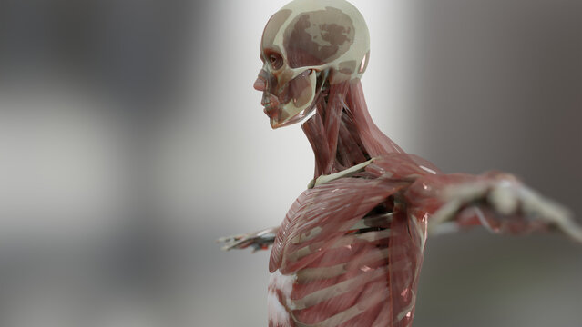 3d illustration of Human anatomy, muscles, organs, bones. Creative color palettes and designer details, unstructured showing parts, 3d render	