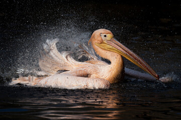 White Pelican (Pelecanus onocrotalus) detail portrait on the water