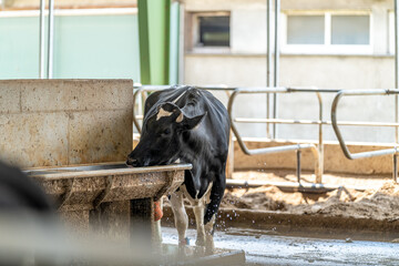 a cow drinks water on a farm