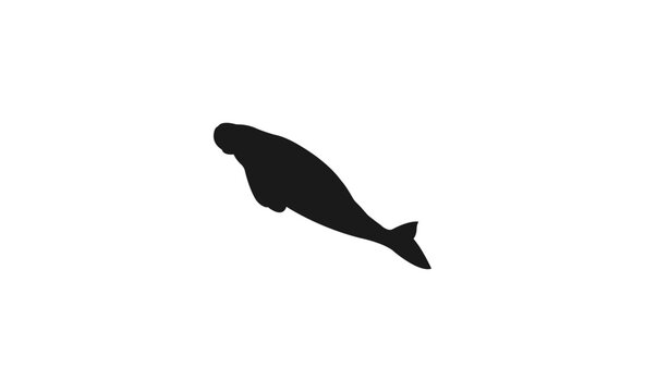 dugong silhouette icon.This vector image shows a dugong icon in glyph style. dugong vector illustration. Manatee black silhouette vector illustration. isolated on a white background .