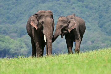 The Asian elephant is the largest land mammal on the Asian continent. They inhabit dry to wet forest and grassland habitats in 13 range countries spanning South and Southeast Asia.