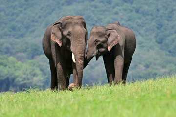 Obraz premium The Asian elephant is the largest land mammal on the Asian continent. They inhabit dry to wet forest and grassland habitats in 13 range countries spanning South and Southeast Asia.