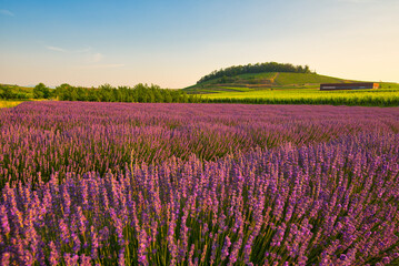 Lavendelfelder in Bischoffingen am Kaiserstuhl