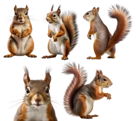 Fotobehang Squirrel, many angles and view portrait side back head shot isolated on transparent background cutout, PNG file,  © Sandra Chia