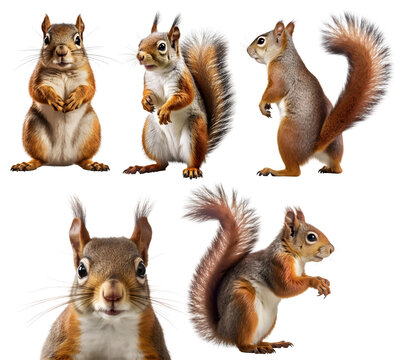 Squirrel, many angles and view portrait side back head shot isolated on transparent background cutout, PNG file, 