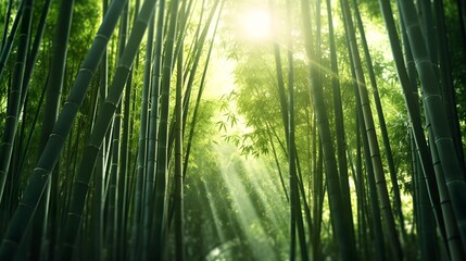 Enchanting Bamboo Forest with Sunlight Beams wallpaper