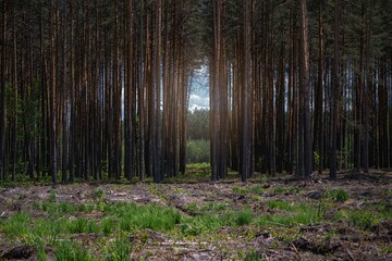 Empty field after Illegal deforestation with tree stumps, timber logging, Lumber industry, woodworking industry, global warming, and climate change - 614231065