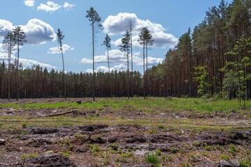 Empty field after Illegal deforestation with tree stumps, timber logging, Lumber industry, woodworking industry, global warming, and climate change - 614231073
