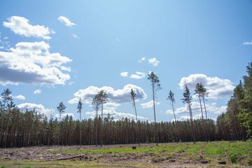 Empty field after Illegal deforestation with tree stumps, timber logging, Lumber industry, woodworking industry, global warming, and climate change - 614231087