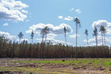 Empty field after Illegal deforestation with tree stumps, timber logging, Lumber industry, woodworking industry, global warming, and climate change - 614231091