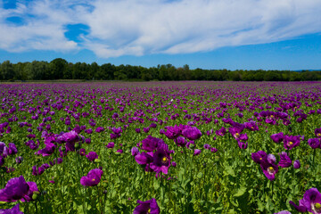 Field of purple poppies in Germany. Flowers and seedhead. Poppy sleeping pills, opium.