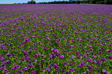 Fototapeta premium Field of purple poppies in Germany. Flowers and seedhead. Poppy sleeping pills, opium.