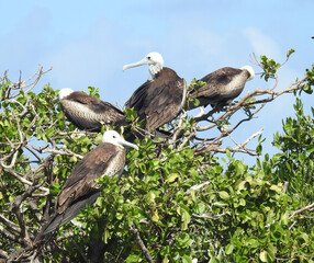 Female frigate birds