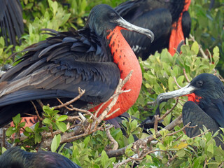 Male frigate bird