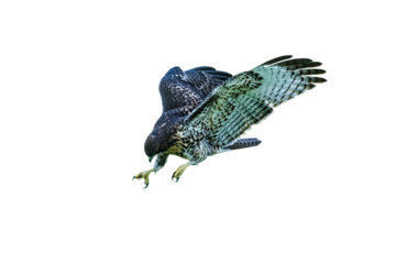 Juvenile Red-tailed Hawk (Buteo jamaicensis) Photo, Hunting on a Transparent Background