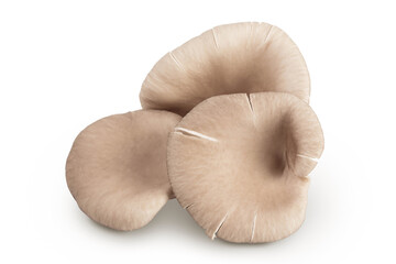 Oyster mushrooms isolated on white background with full depth of field