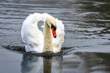 Mute swan is swimming fast on lake surface in Capstone farm park, England