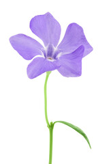 wild periwinkle flowers isolated on white background