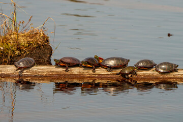 Painted Turtle Photo and Image.  Standing on a log with background and foreground water and reflection in the water in their environment.