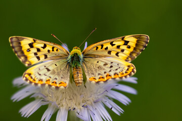 Beautiful butterfly above a flower