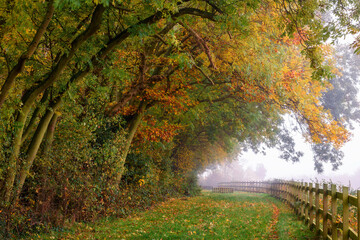 Misty morning view to autumn-colored trees