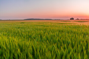 A green field of young barley is illuminated by the rays of the evening sun