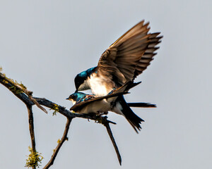 Swallow Photo and Image.  Couple in courtship season and enticing her back displaying spread wings in their environment and habitat with grey sky background.