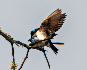 Swallow Photo and Image.  Couple in courtship season and enticing her back displaying spread wings...