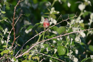 Männlicher Bluthämpfling auf einem Zweig