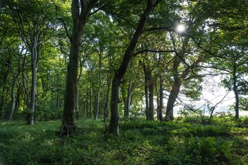 Buchenwald auf Rügen