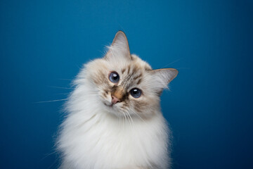 cute fluffy birman cat portrait. the cat is tilting it's head looking at the camera curiously....