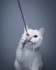 white british shorthair cat playing. the cat is catching a string with the mouth. studio shot on...