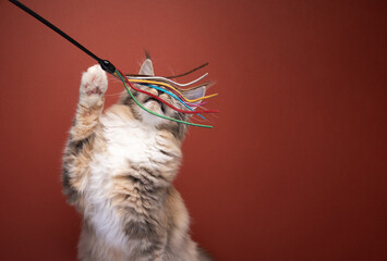 cat playing with wand toy. the strings of the toy cover the face of playful maine coon cat trying...