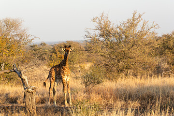 Cría de jirafa en parque nacional Kruger, Sudáfrica.