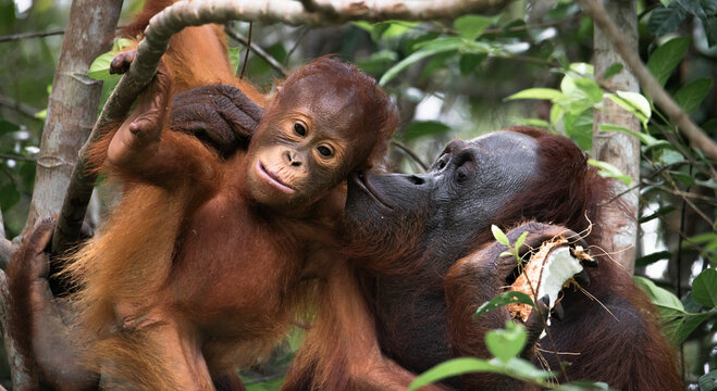 orango monkey