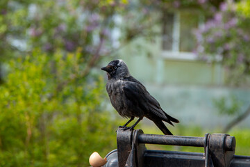 The western jackdaw (Coloeus monedula), also known as the European jackdaw in the garden