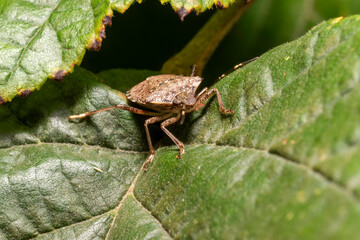 bug on a leaf