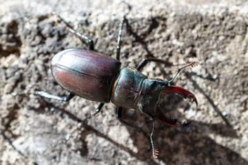 stag beetle on wood