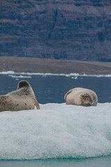 Harbor seals (Phoca vitulina) relaxing on the ice at Jökulsárlón Glacier Lagoon, Iceland 2023 © NatalieRuizPerez