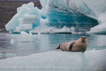 Harbor seal (Phoca vitulina)- Jökulsárlón Glacier Lagoon, Iceland 2023