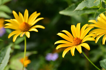 A Yellow Heliopsis flower in the garden